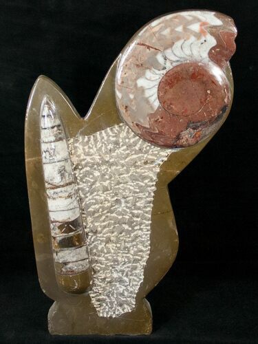 Fossil Goniatite & Orthoceras Sculpture - #14599